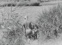 卡比利亚之夜 The.Nights.of.Cabiria.1957.ITALIAN.1080p.BluRay.x264-HANDJOB 10.13GB